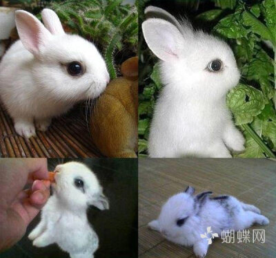 2kg,是体积最小的兔子品种