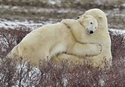 只北极熊紧紧地拥抱在一起,敦实一点的北极熊揽着自己的"爱人",被揽着
