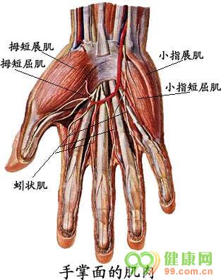 人体解剖图 手掌面的肌肉