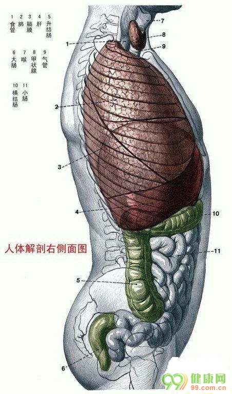 人体解剖图 右侧面图