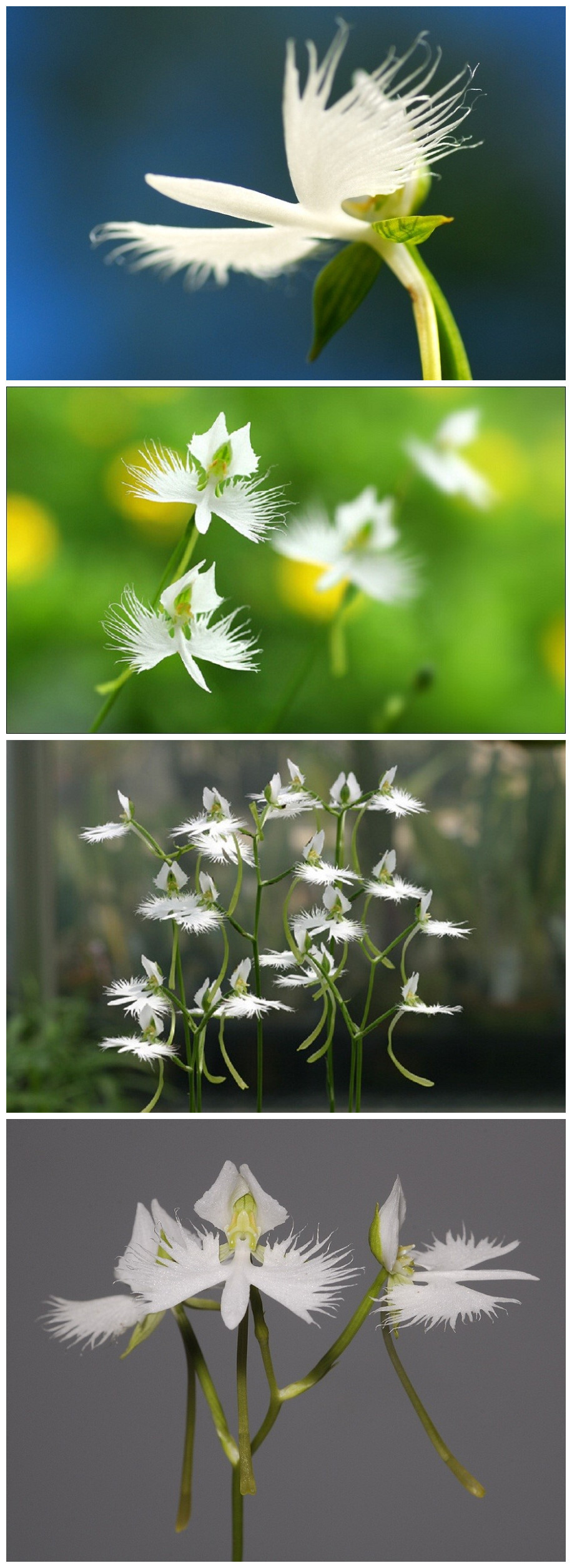 植物秀#habenaria radiata.鹭草.