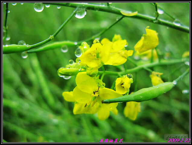 雨中的油菜花