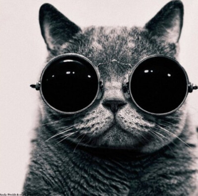 【酷猫】切,我戴眼镜就是比你帅!