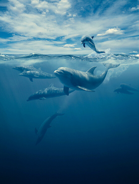 海豚和大海