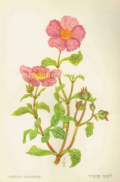 1960年复古古董植物百科蔷薇插画