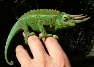 chamaeleonidae,英语:chameleon)俗称变色龙,蜥蜴亚目(sauria)避役科