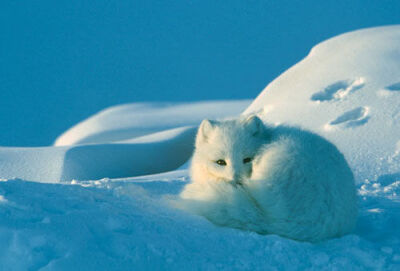 点赞  评论  北极狐,真的好美丽～ 0 373 仁怨  发布到  萌了个萌萌
