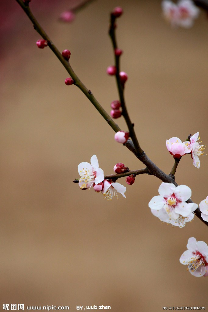 梅花