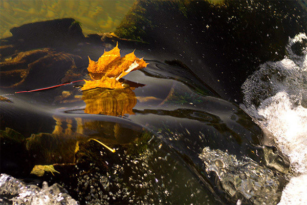 秋天是第二个春天,每片树叶都是花。