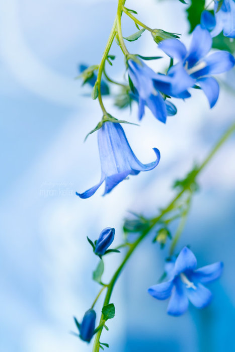 蓝色的唯美铃兰花