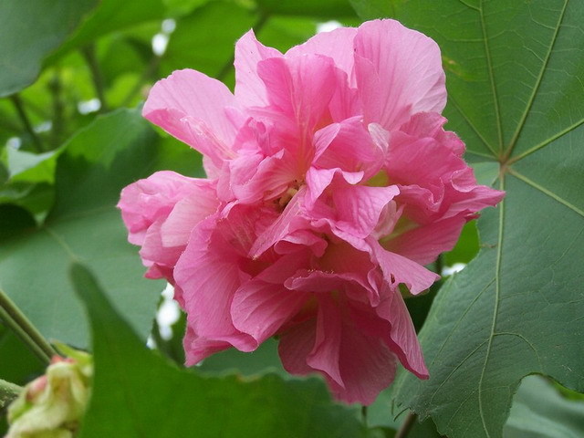 11月10日生日花 芙蓉花 花语 纤细之美 你是个变幻无常的人 无论是衣着打扮或是工作 你都喜欢不断求变 永以最新姿态示人 如果与你分隔了一段时间再见面 肯定会被你花枝招展的外表深深吸引 可是 自己所爱应由自己去选择 不要让环境左右了你喔 堆糖 美图