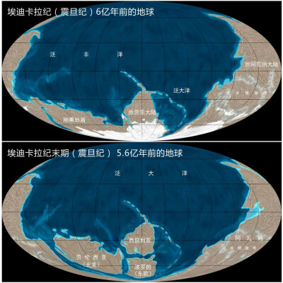 埃迪卡拉纪又称震旦纪(6.2—5.