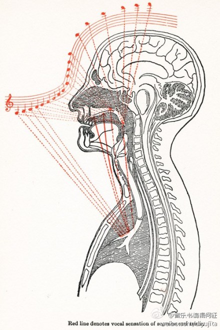 这是莉莉雷曼的教学图划线处表示女高音和男高音在歌唱时的发声感觉