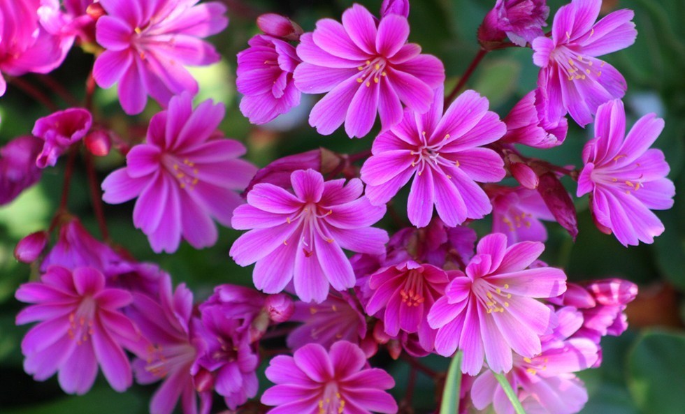 露薇花(lewisia cotyledon)