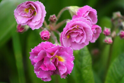 重瓣报春花(double primula)