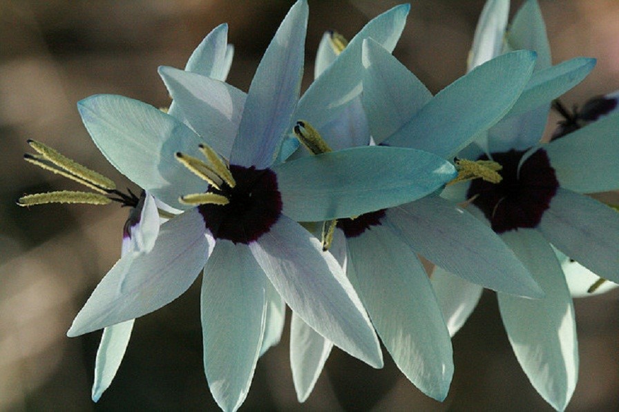 绿松石鸢尾(ixia viridiflora)