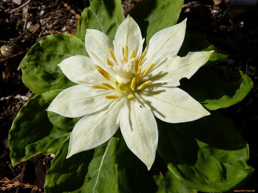 日本重楼(paris japonica~来自人人小站—宿根球根花卉魅力