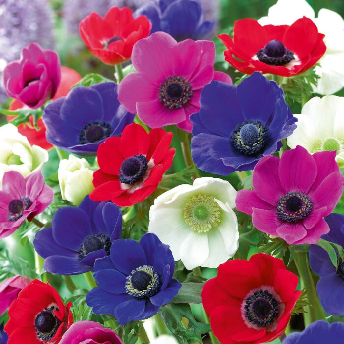 欧洲银莲花(anemone coronaria)