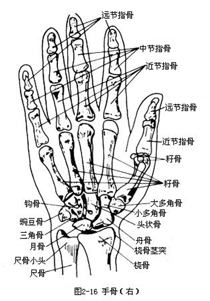 手由紧密排列的8块腕骨 5块长形的掌骨和14块指骨构成 整只手共有27块骨骼 16个关节 堆糖 美图壁纸兴趣社区