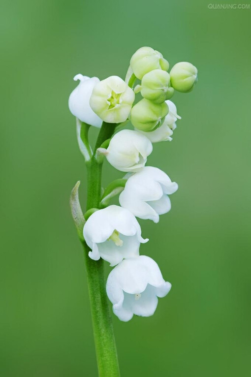 铃兰花的花语是幸福,传说只要收到铃兰花就会受到幸运之神的眷顾.