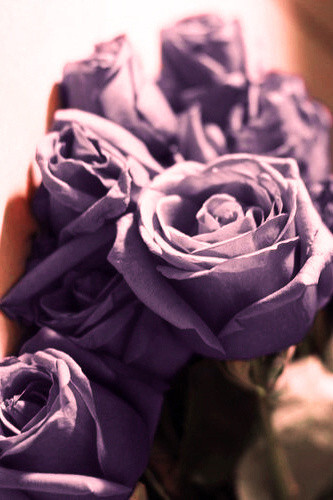 紫玫瑰 代表深深的爱情 堆糖 美图壁纸兴趣社区
