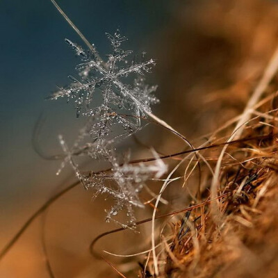 给我们带来一个完全不同的世界,就是我们平常所看到的飘落的雪花,近看