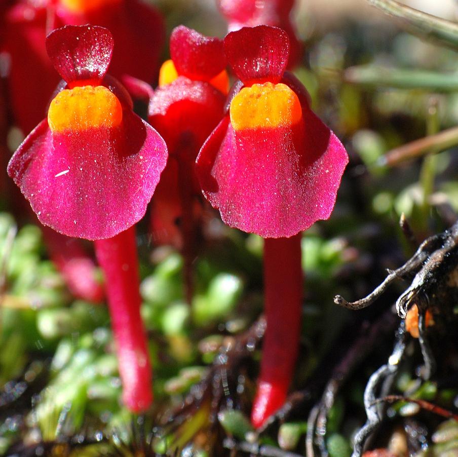 曼西狸藻(utricularia menziesii)