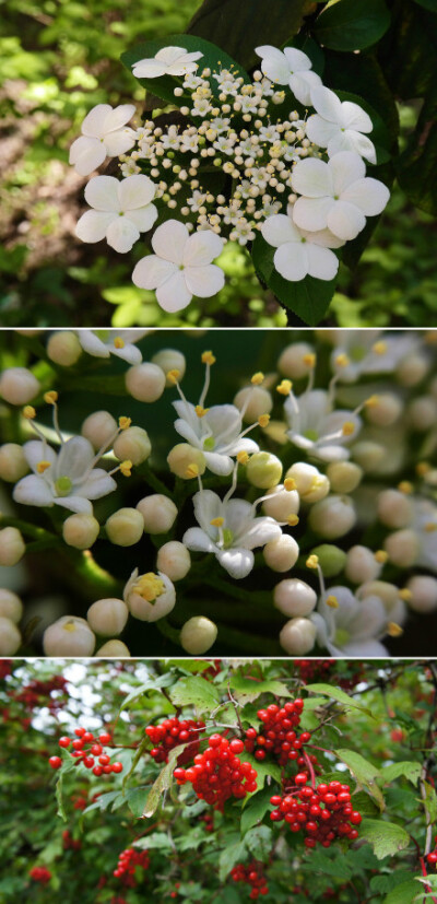 天目琼花(viburnum sargentii)跟早前介绍的泽八绣球很相似.