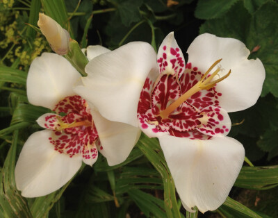 虎皮花(tigridia pavonia)