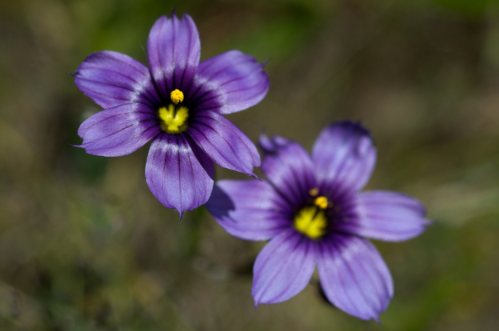 百慕达蓝眼草(sisyrinchium bellum)