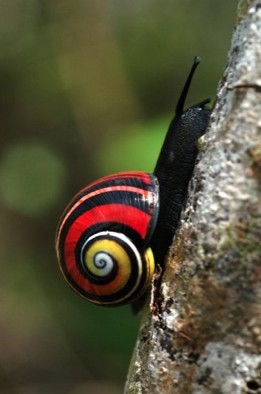 古巴土地蜗牛(cuban land snail).