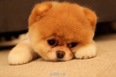 动物篇