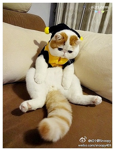 加菲猫红小胖snoopy天然呆萌写真! pics (oi22.com)