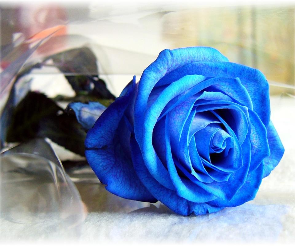 蓝玫瑰 