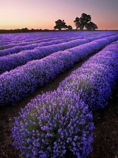 法国普罗旺斯,薰衣草花海