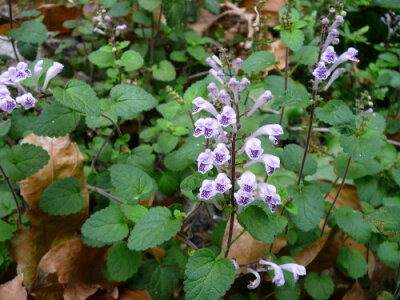 韩信草 scutellaria indica,唇形科 黄芩属