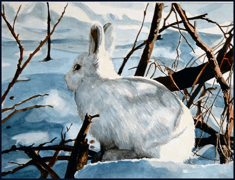 arctic hare