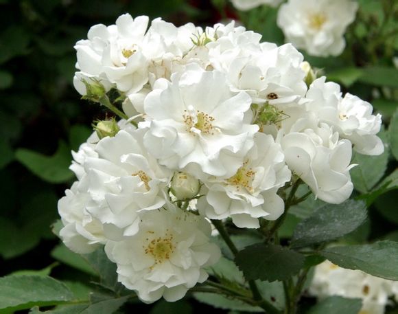 白蔷薇纯洁美丽