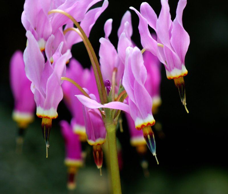 dodecatheon meadia.流星花.