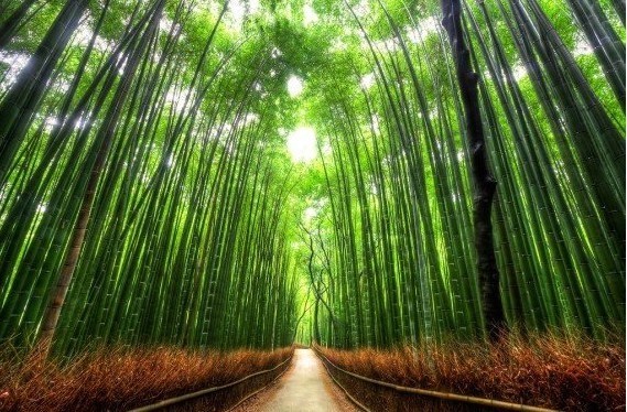 嵯峨野竹林位于日本京都的国家指定古迹 岚山 驻足在竹林中 你可以听到风吹过竹叶发出的天籁之音 这一声音也被评为日本100种最值得保留的声音之一 堆糖 美图壁纸兴趣社区