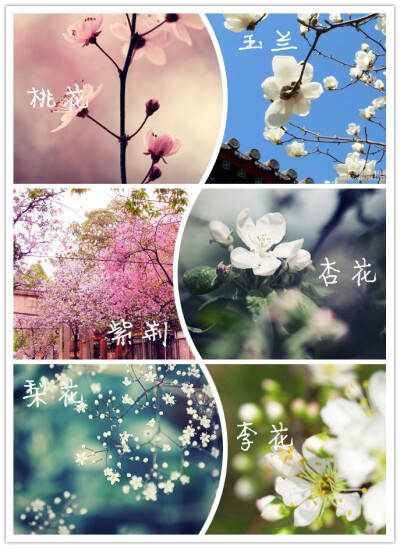 二月# 桃始夭,玉兰解.紫荆繁,杏花饰其靥.梨花溶,李花白