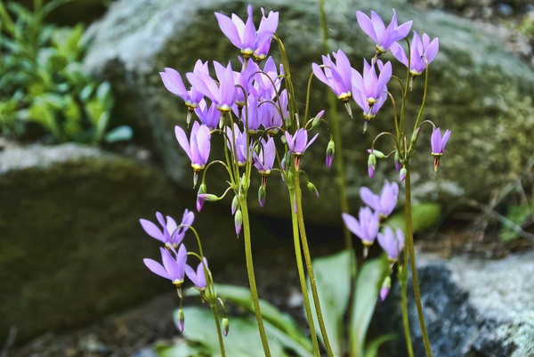 流星花