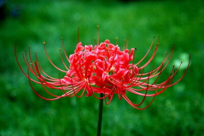 本名摩诃曼陀罗华曼珠沙华,意思是开在天界之红花,又叫做彼岸花