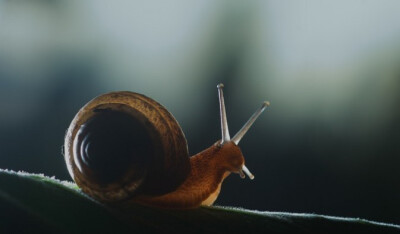 蜗牛的触角
