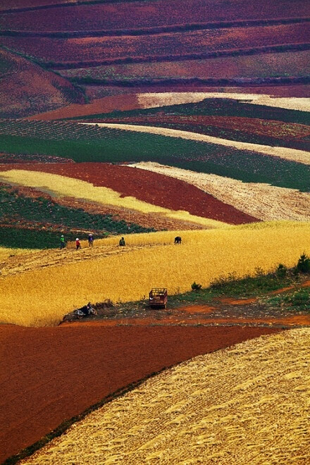 东北黑土地,黑土地是地球上最珍贵的土壤资源,地球上一共有三块黑土地