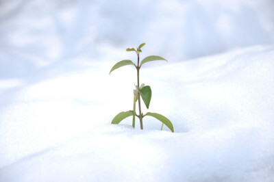 雪里一点绿