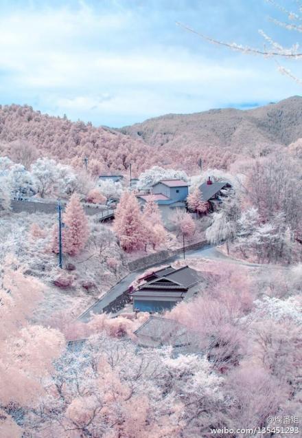 長野県松本市13年4月11日木曜日 春に咲く雪 盛开在春天的雪 美到呼吸不能 堆糖 美图壁纸兴趣社区