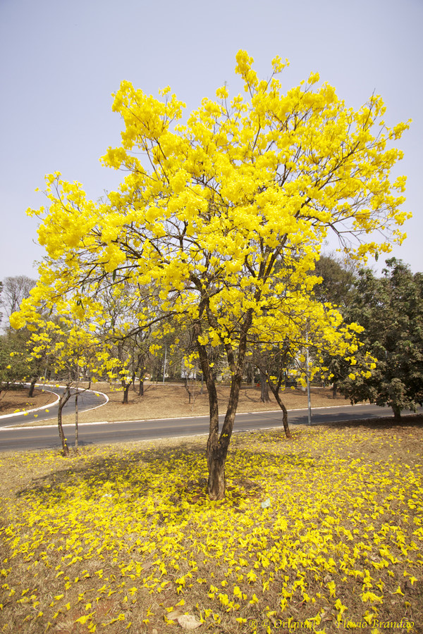 golden trumpet tree 黄花风铃木