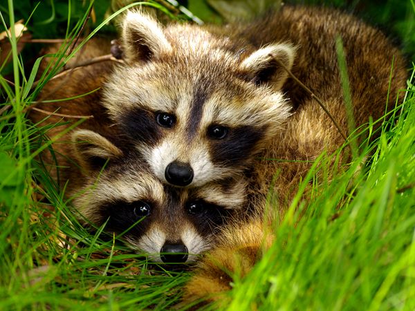 Get a Pet Raccoon: Your Ultimate Guide to Owning a Wild and Wonderful Friend