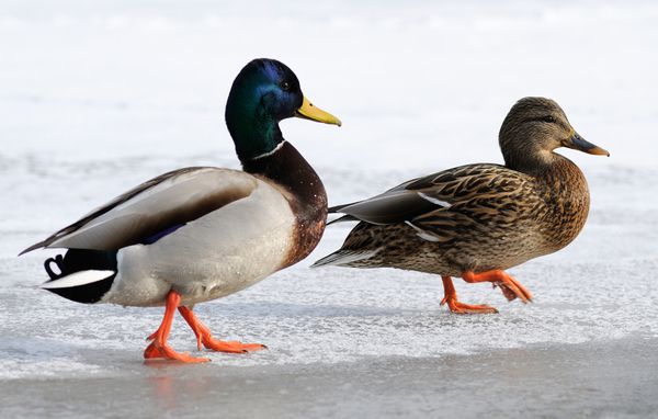 Mallard Pet Duck: The Ultimate Guide to Raising and Caring for Your Feathered Friend